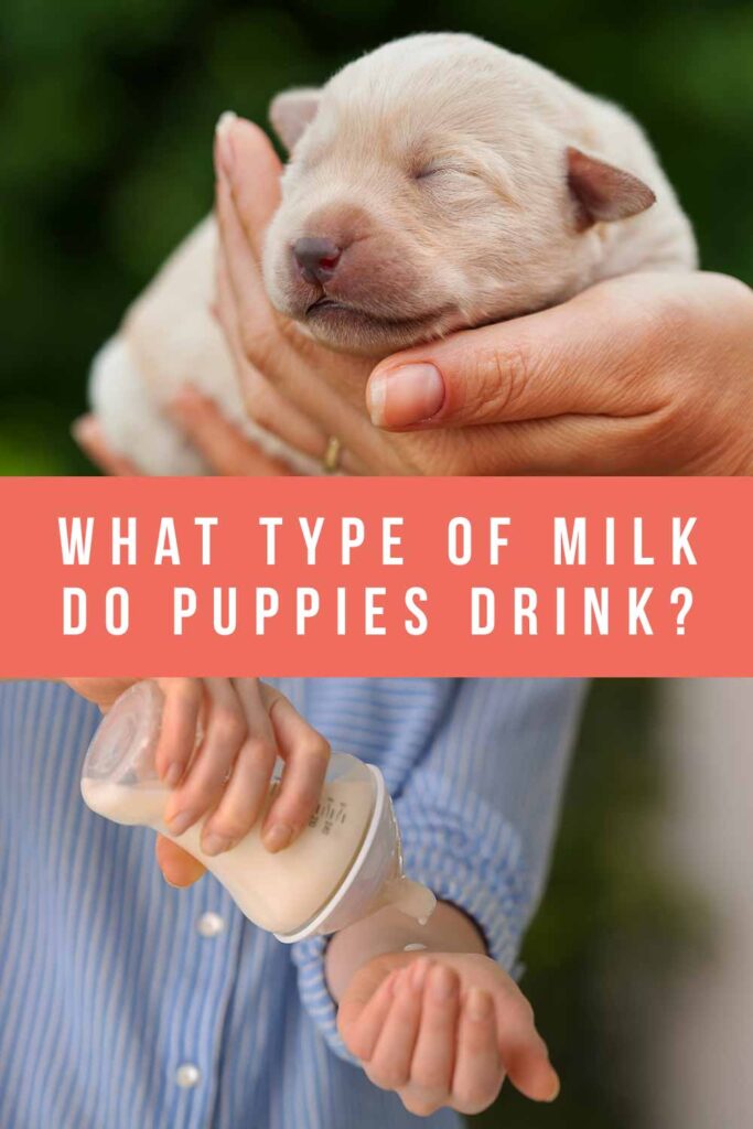wat voor soort melk drinken puppies