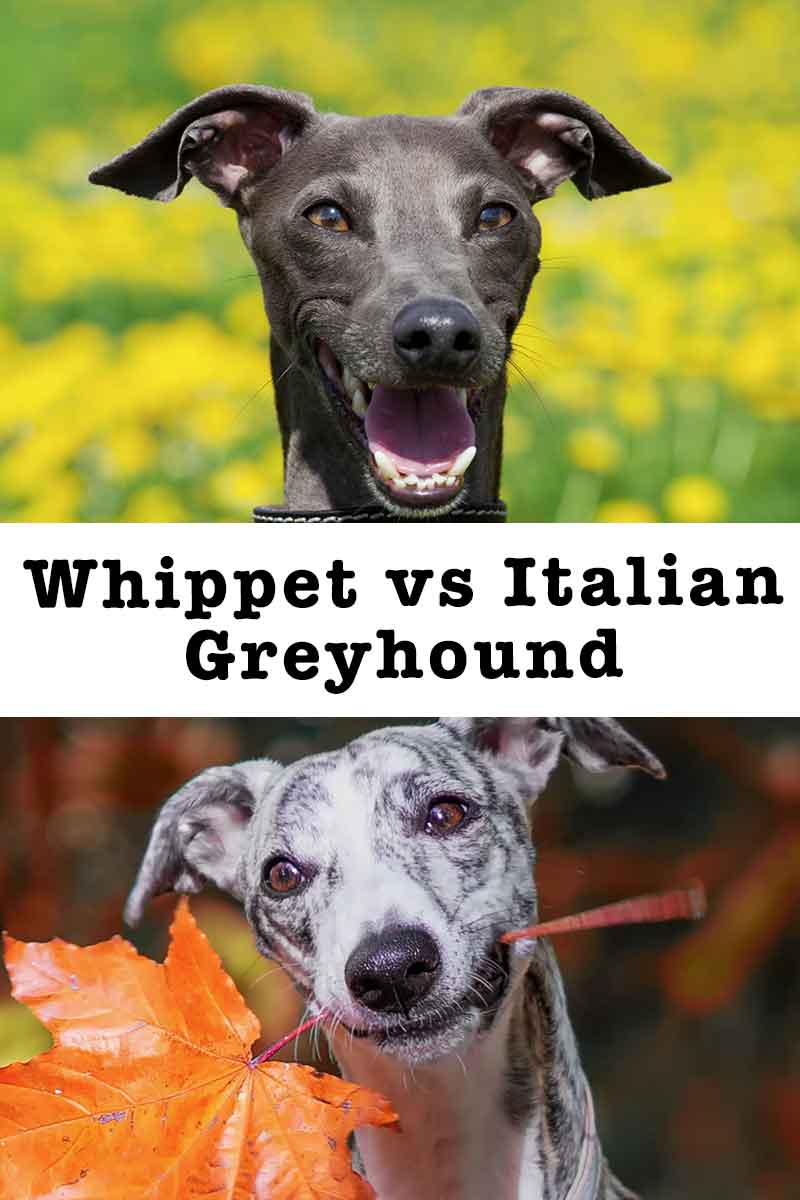 Wat is beter Whippet of Italiaanse Greyhound.jpg