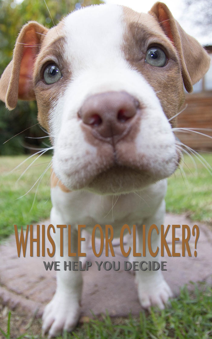 Kun je je hond het beste trainen met een fluitje of een clicker? Kun je beide gebruiken? Ontdek het hier!