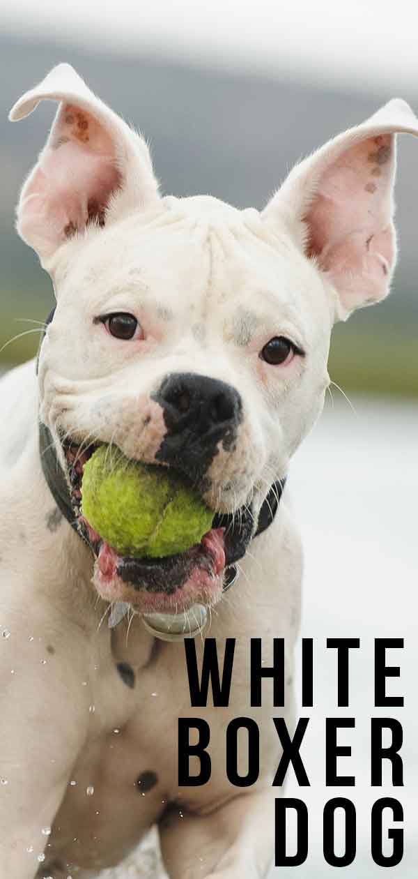 Witte Boxer Hond - Uw Sneeuwwitje Pup