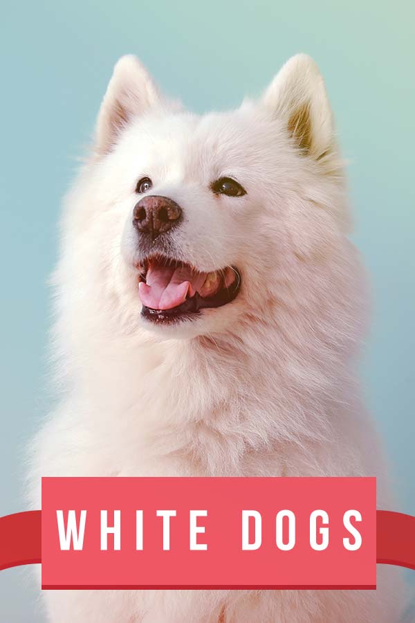 witte hondenrassen