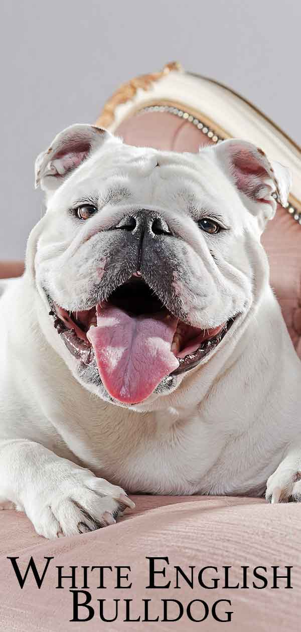 Witte Engelse Bulldog