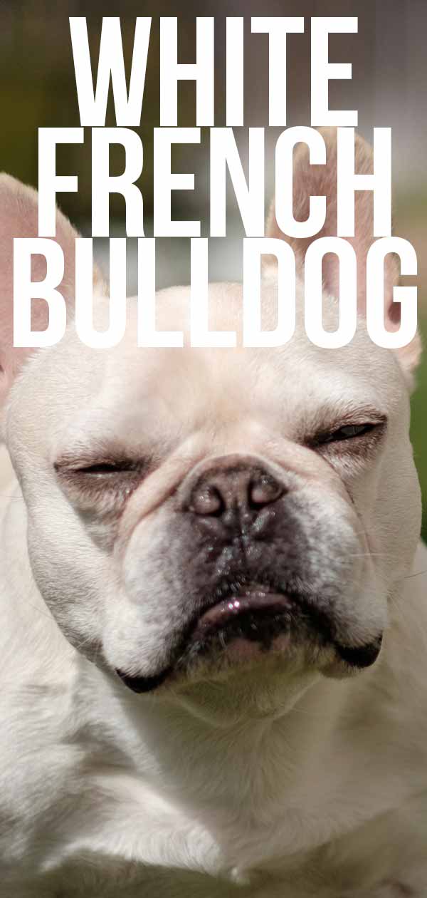 witte franse bulldog