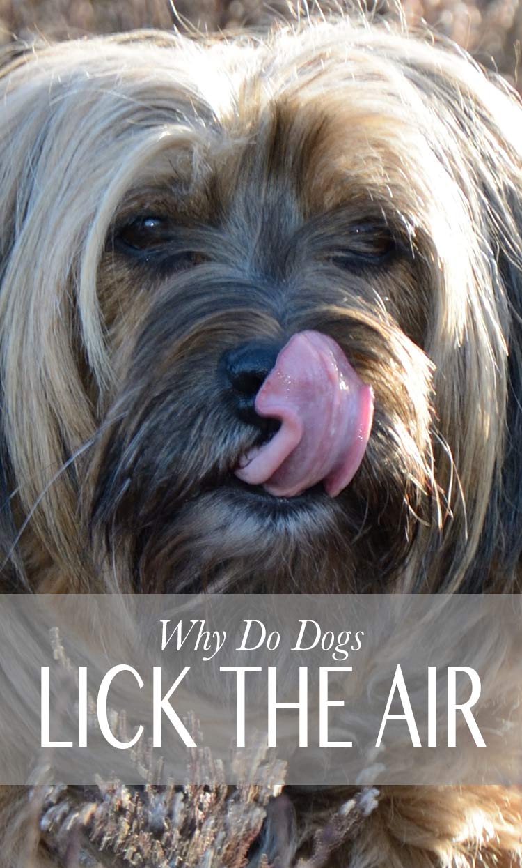 Waarom likt mijn hond de lucht