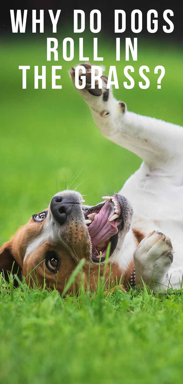waarom rollen honden in gras
