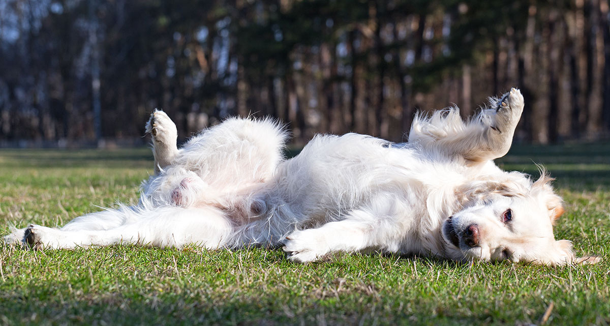 Waarom rollen honden in gras 