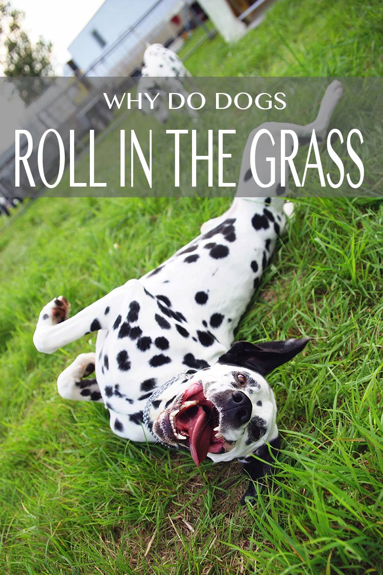 Is het voor de lol? Om de jeuk te verlichten? Waarom rollen honden in het gras? Wij onderzoeken het!