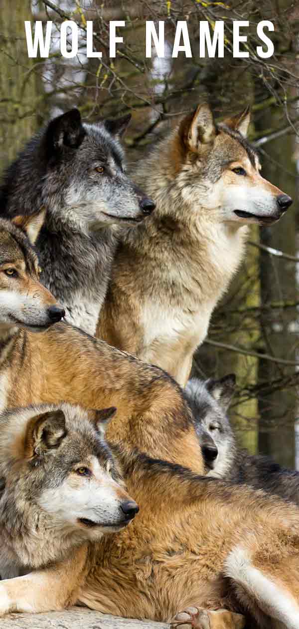 Wolf honden