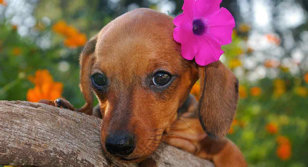 hawaiiaanse hondennamen