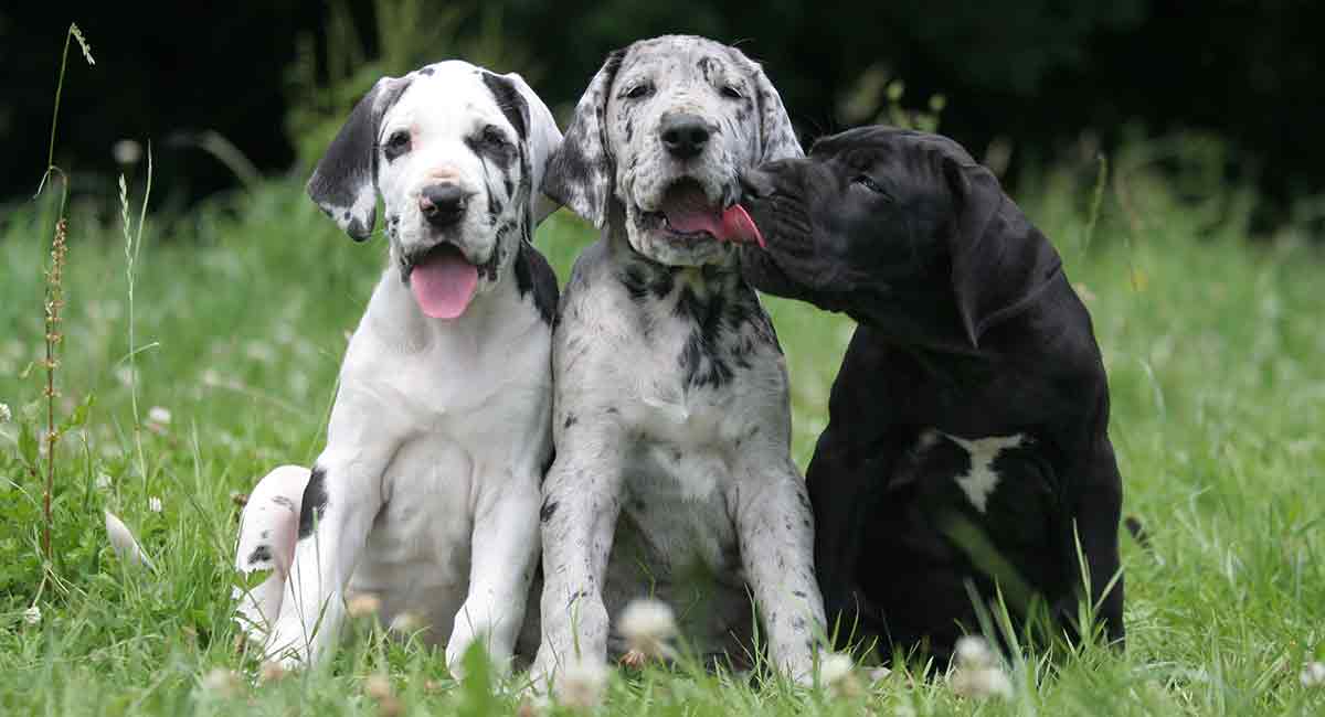 Drie Duitse Dog kleuren, zwart en wit, merle en zwart.