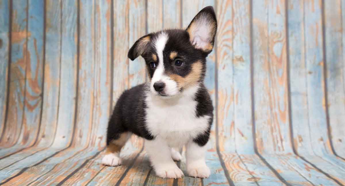 miniatuur corgi