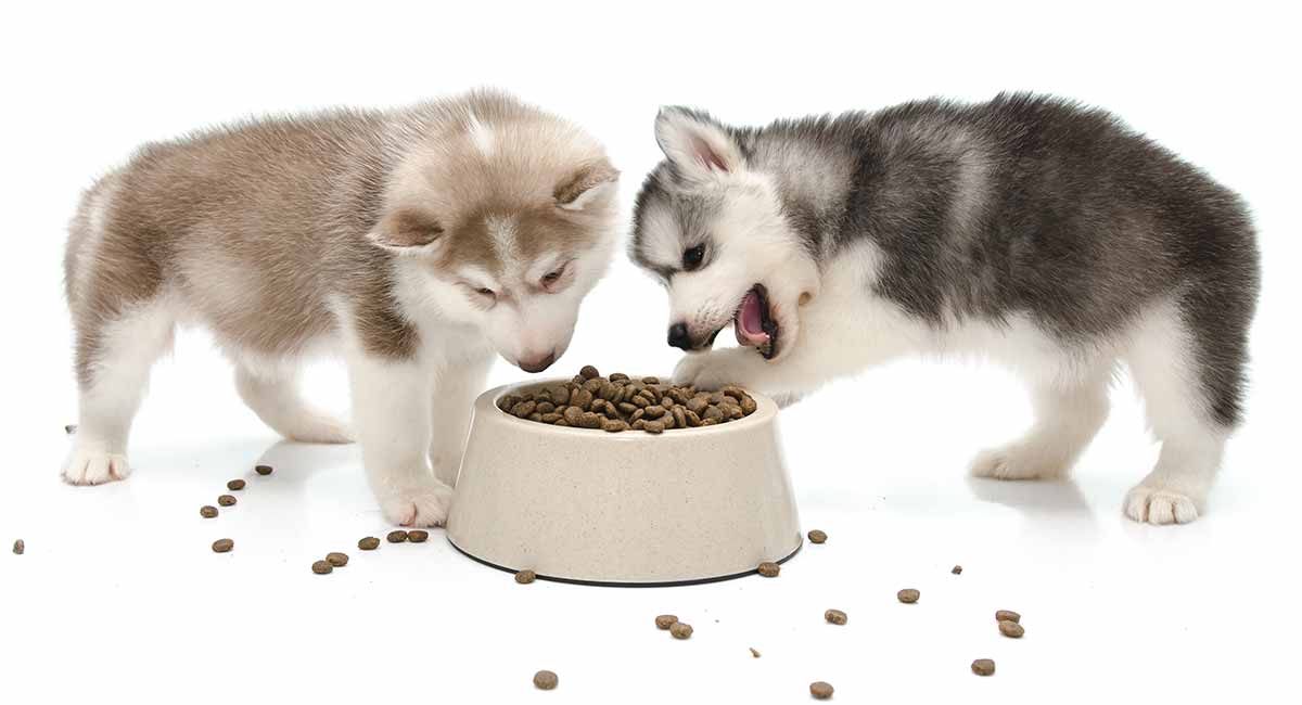 Het voeden van een Husky Puppy