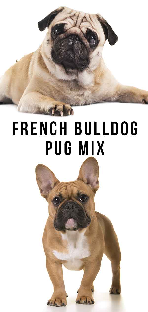 franse bulldog mopshond mix