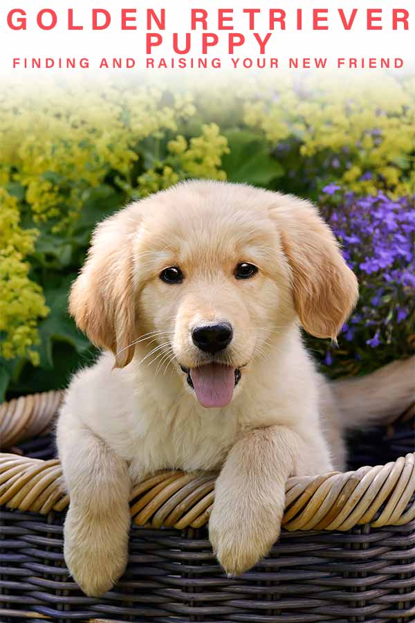 een golden retriever puppy opvoeden