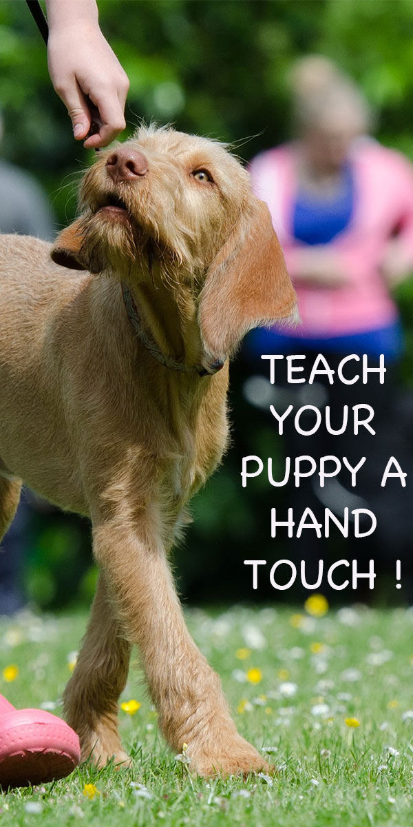 Handcontact is een geweldige en eenvoudige manier om te beginnen met het trainen van uw hond.