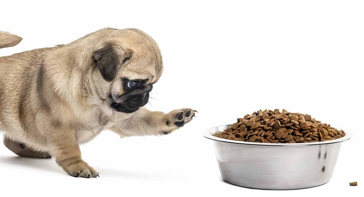 Het voeden van een Mopshond puppy - dieet keuzes