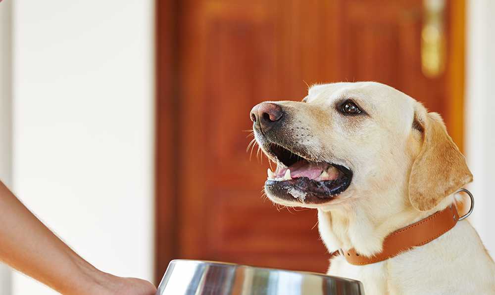 hoe gebruik je hondenmaaltijden als trainingshulpmiddel