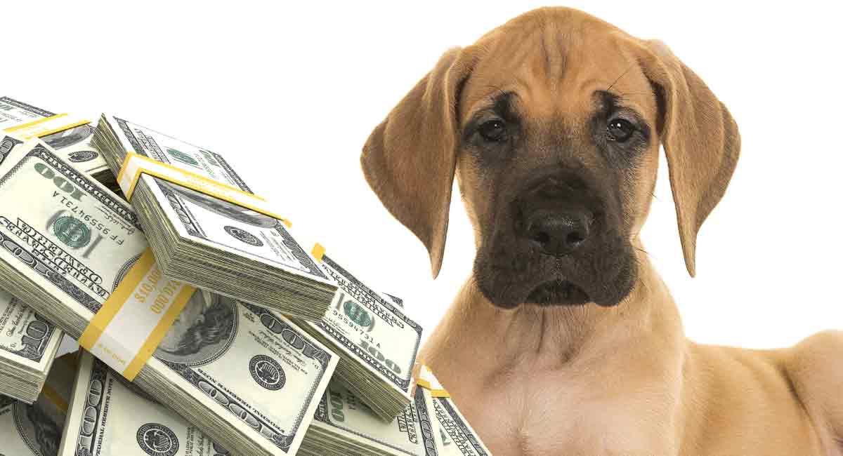 hoeveel kost een Duitse Dog?