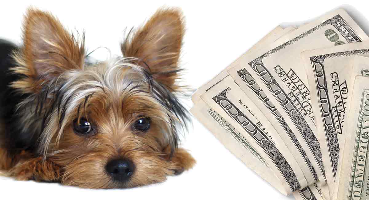 Hoeveel kost een Yorkshire Terrier 
