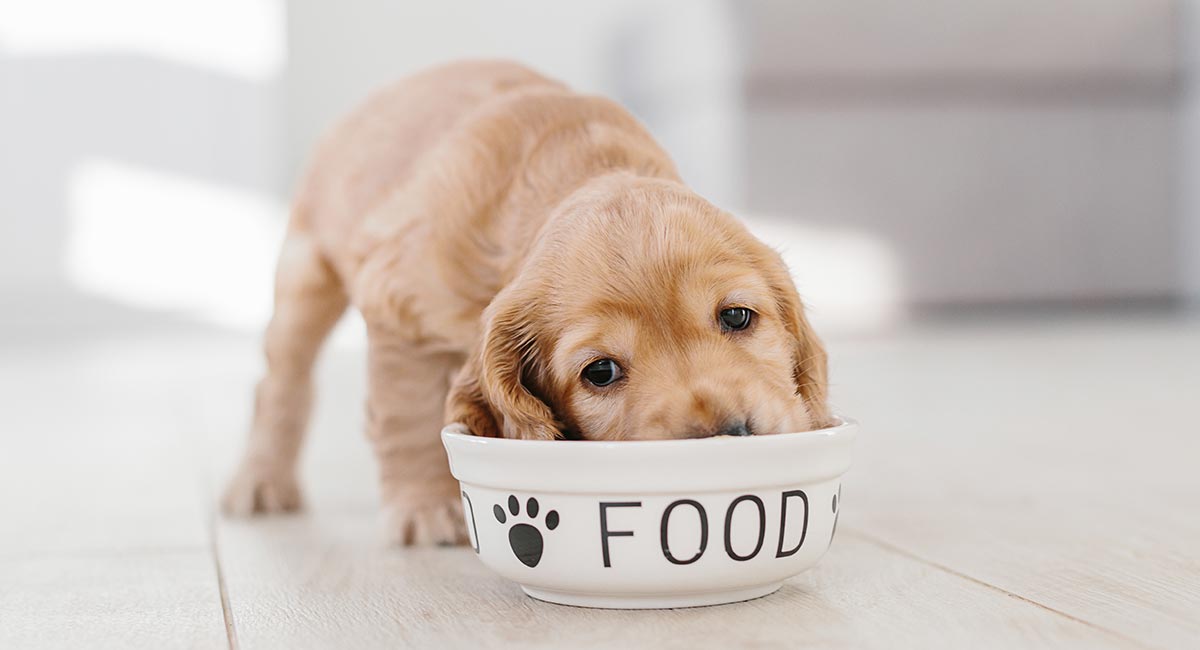 hoeveel voer je een puppy?