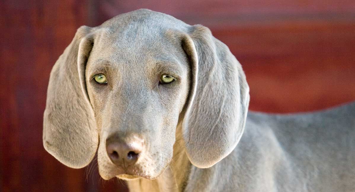 honden met groene ogen