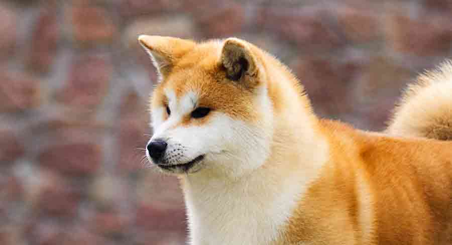 akita's zijn populaire honden met puntige oren