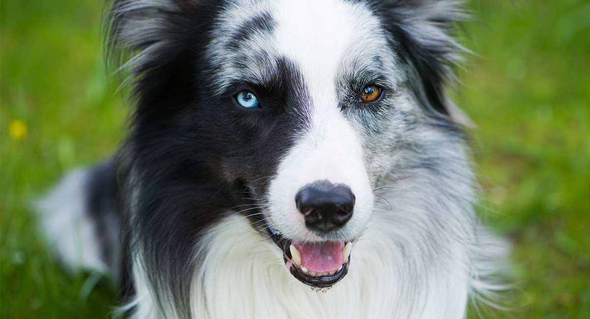 border collie honden met verschillend gekleurde ogen