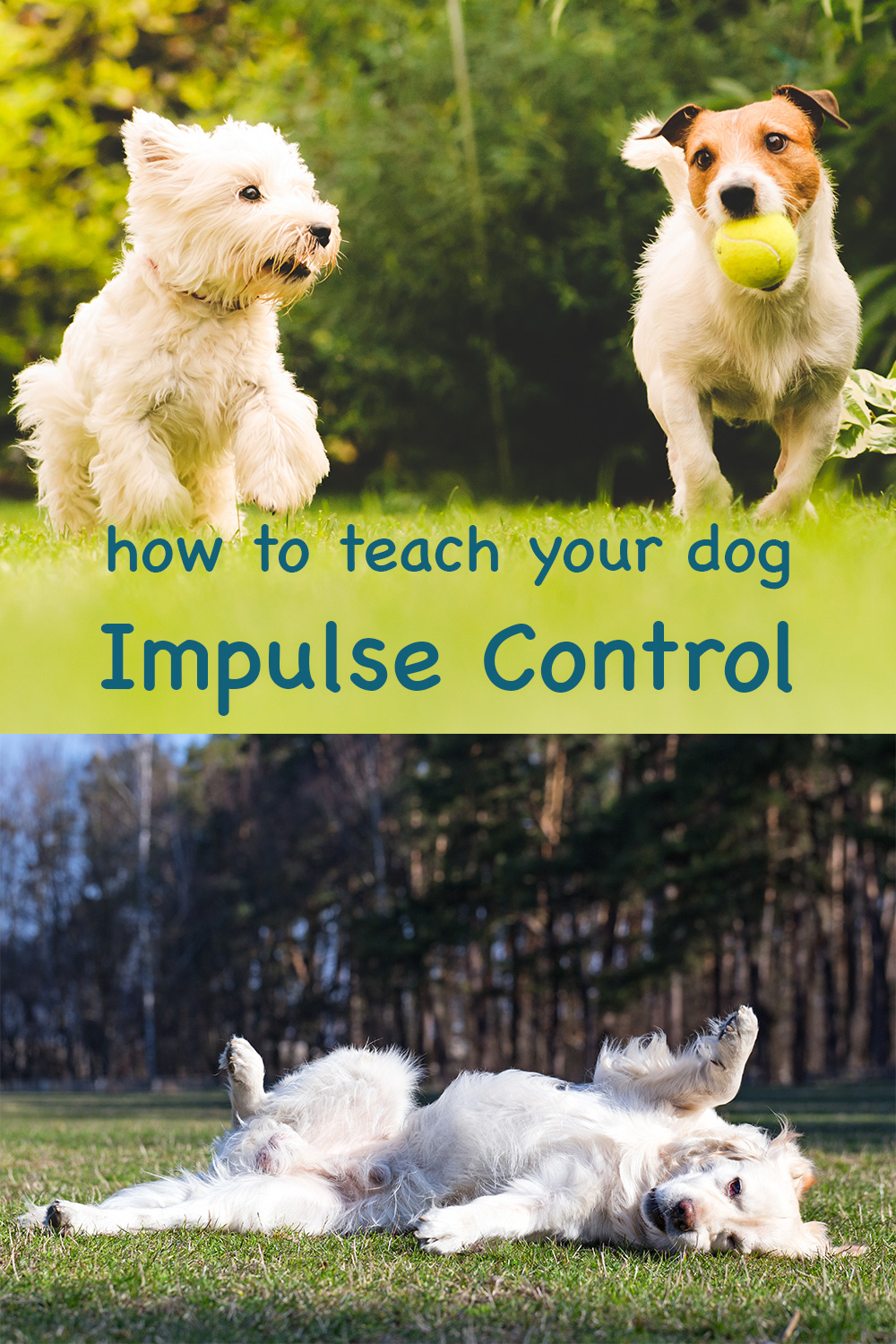 hoe leer je je hond zichzelf te beheersen