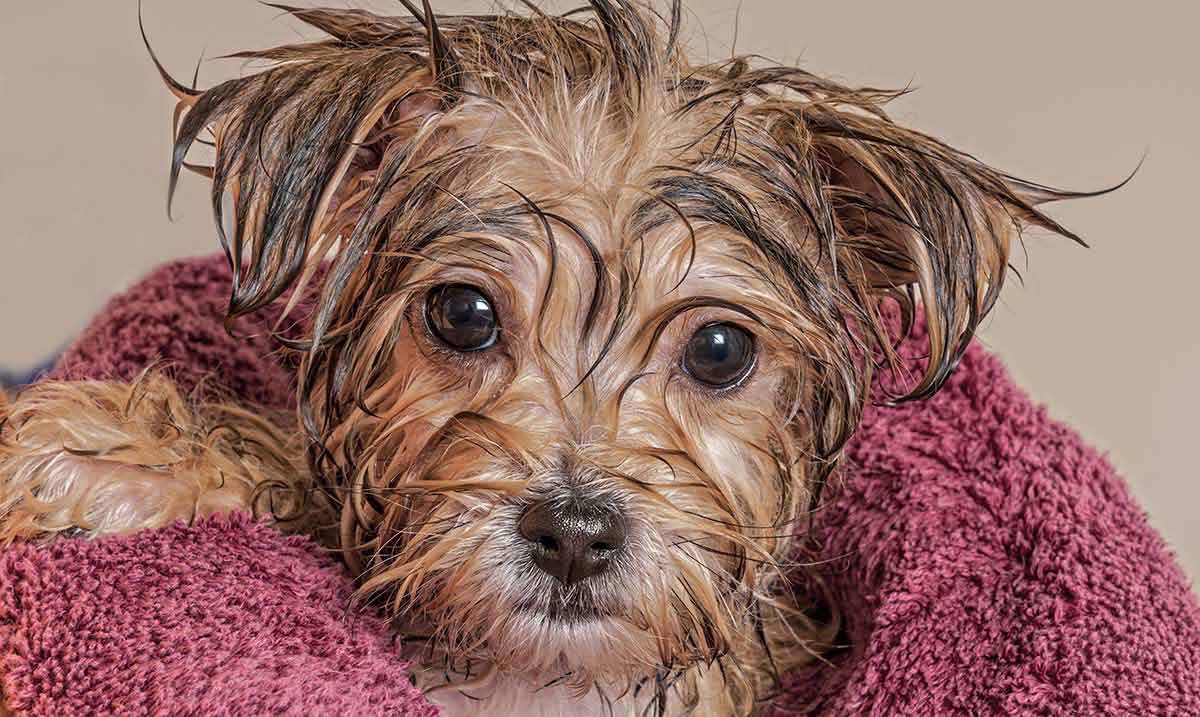 puppy gewikkeld in een handdoek na een bad