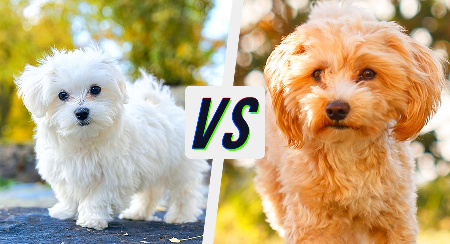 maltezer vs maltipoo puppies