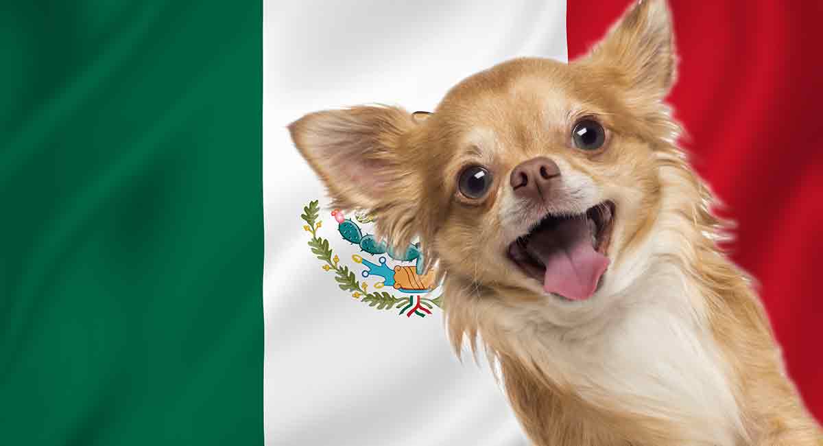 mexicaanse hondennamen
