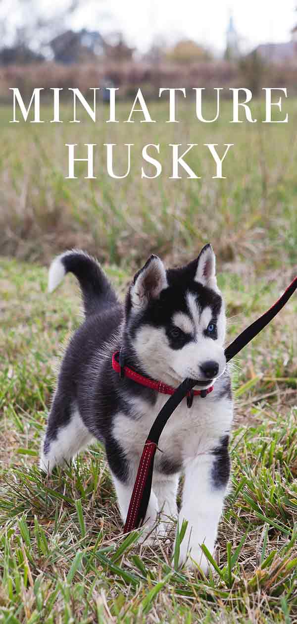 Meer informatie over de Mini Husky