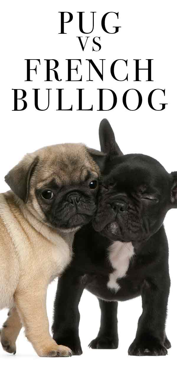 mopshond vs franse bulldog