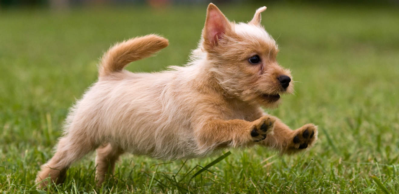 Terrier puppy springend op het groene gras
