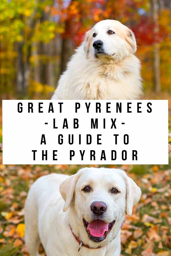 grote pyreneeën lab mix