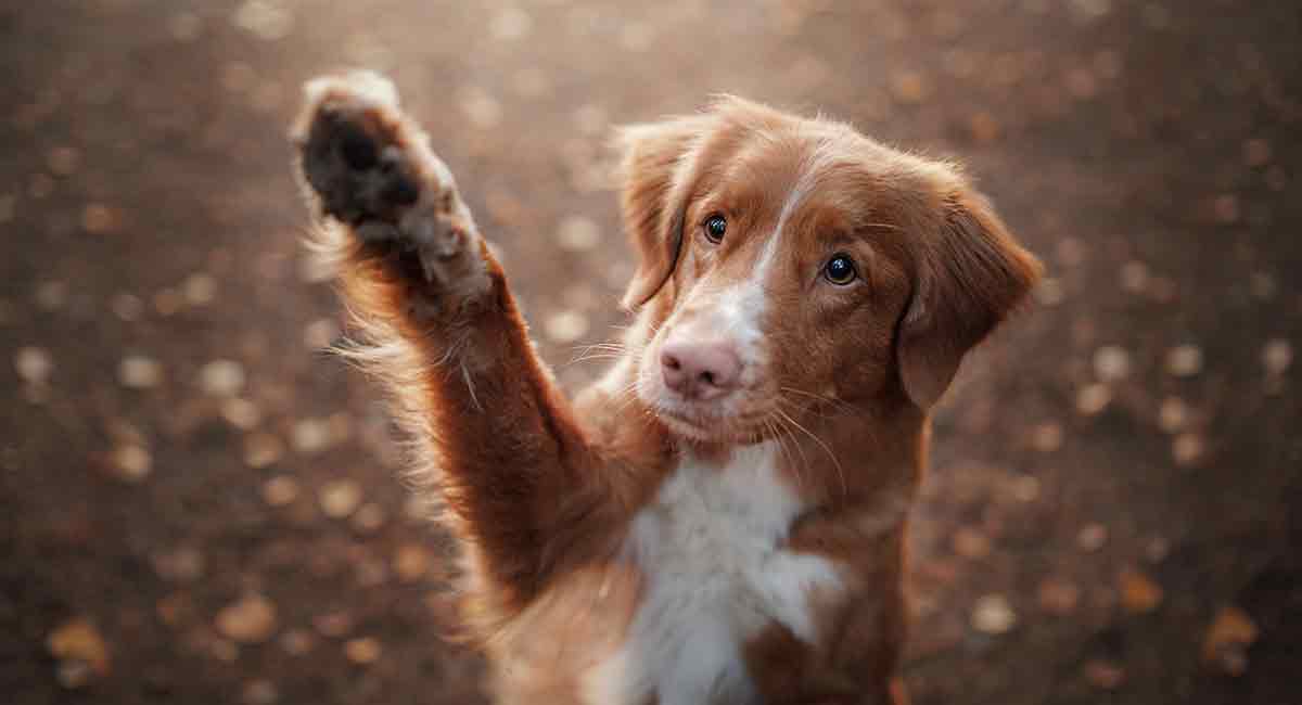 Red Dog Names - De beste mannelijke en vrouwelijke namen voor uw Ginger Dog