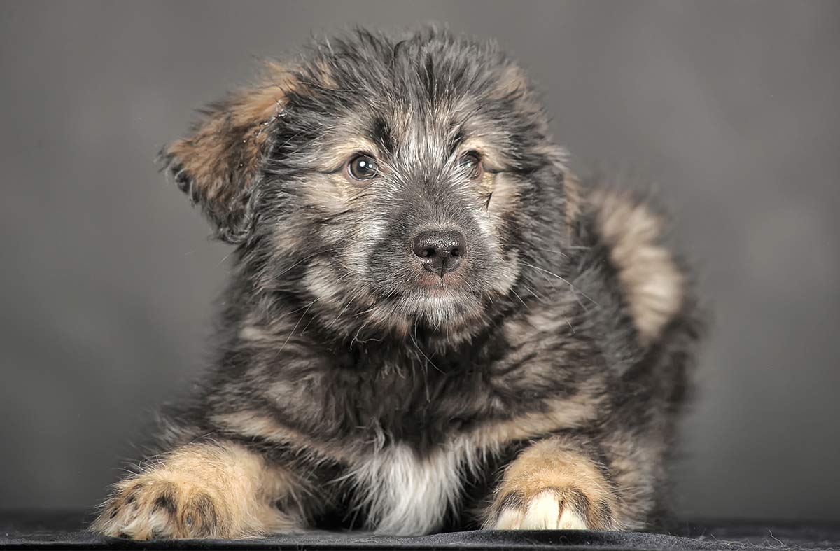 russische beer hond puppy