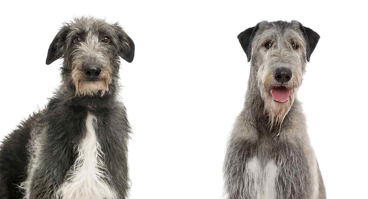 scottish deerhound naast irish wolfhound met een vergelijking naast elkaar. scottish deerhound vs irish wolfhound
