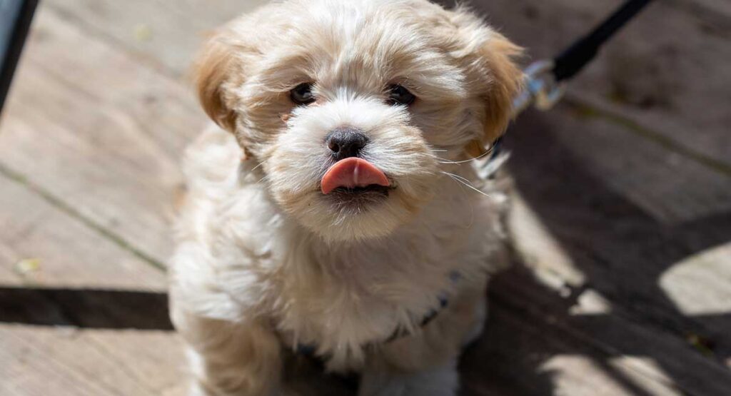 schattige shichon puppy met uitgestoken tong