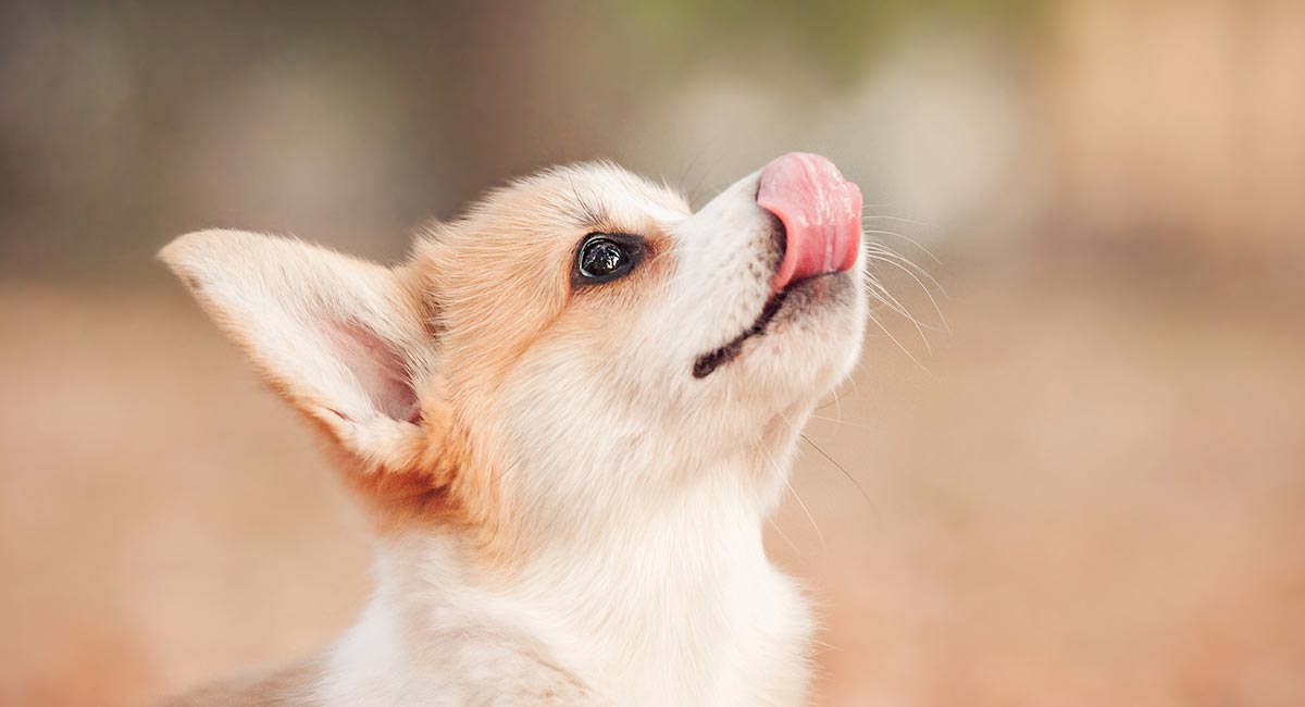 Waarom likken honden de lucht