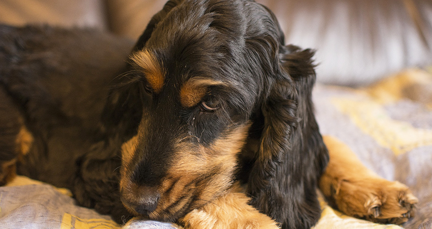 Wat is tegenconditionering? Inzicht in deze belangrijke hondentrainingstechniek, en hoe het onze huisdieren kan helpen hun angsten te overwinnen. 