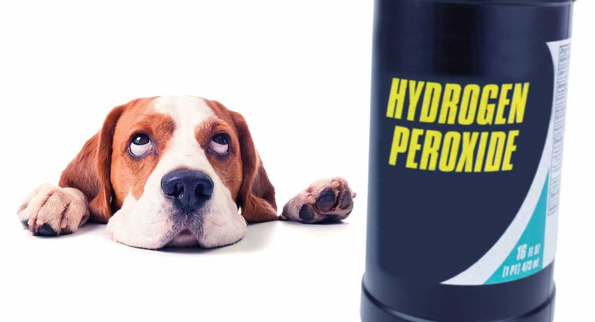 waterstofperoxide voor honden