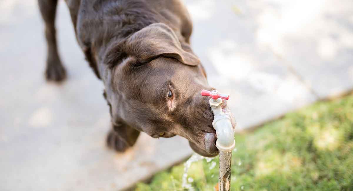 Watervergiftiging bij honden kan ernstig zijn