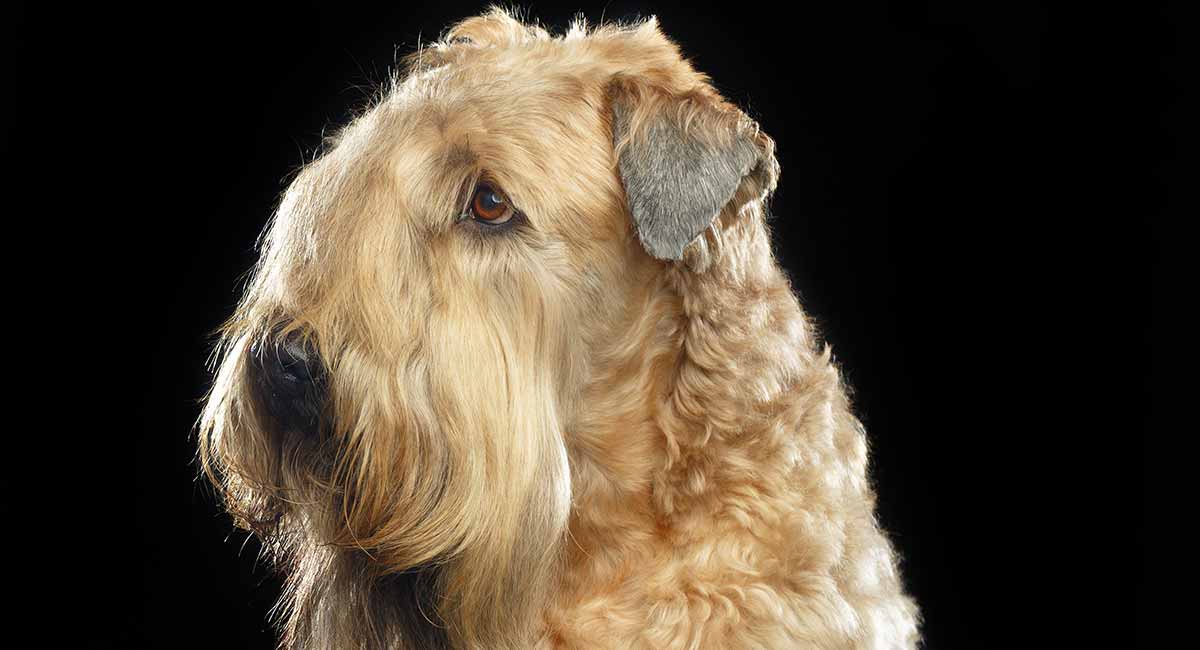 Wheaten Terrier Hondenras Informatie: De Soft Coated Wheaten Terrier