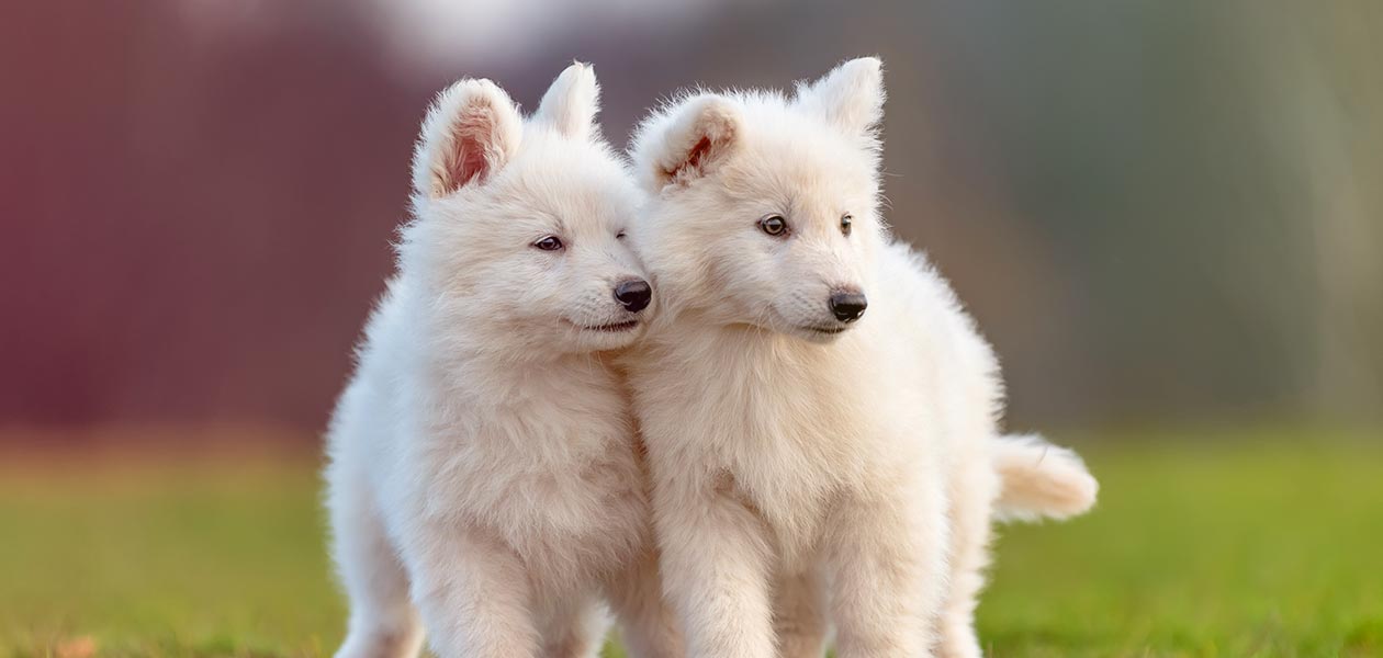 witte hondenrassen