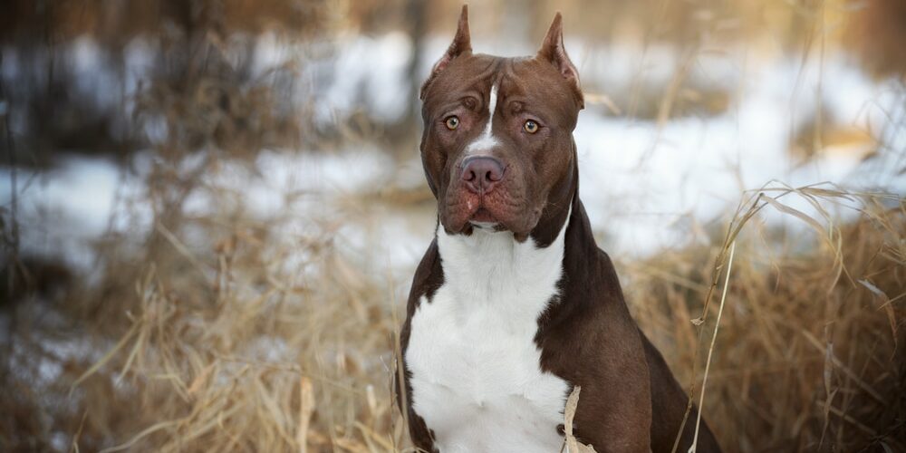 Dog American Pit Bull Terrier, portret op de natuur