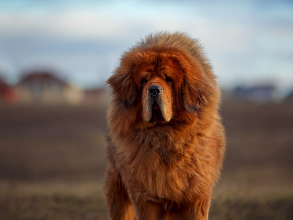 Tibetaanse Mastiff staart in de camera