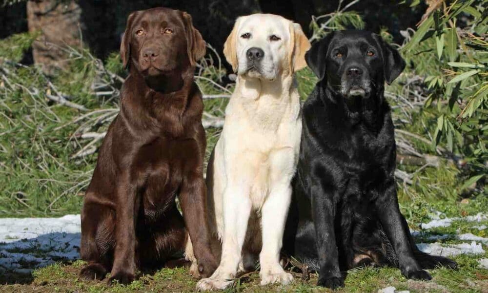 3 verschillend gekleurde labradors