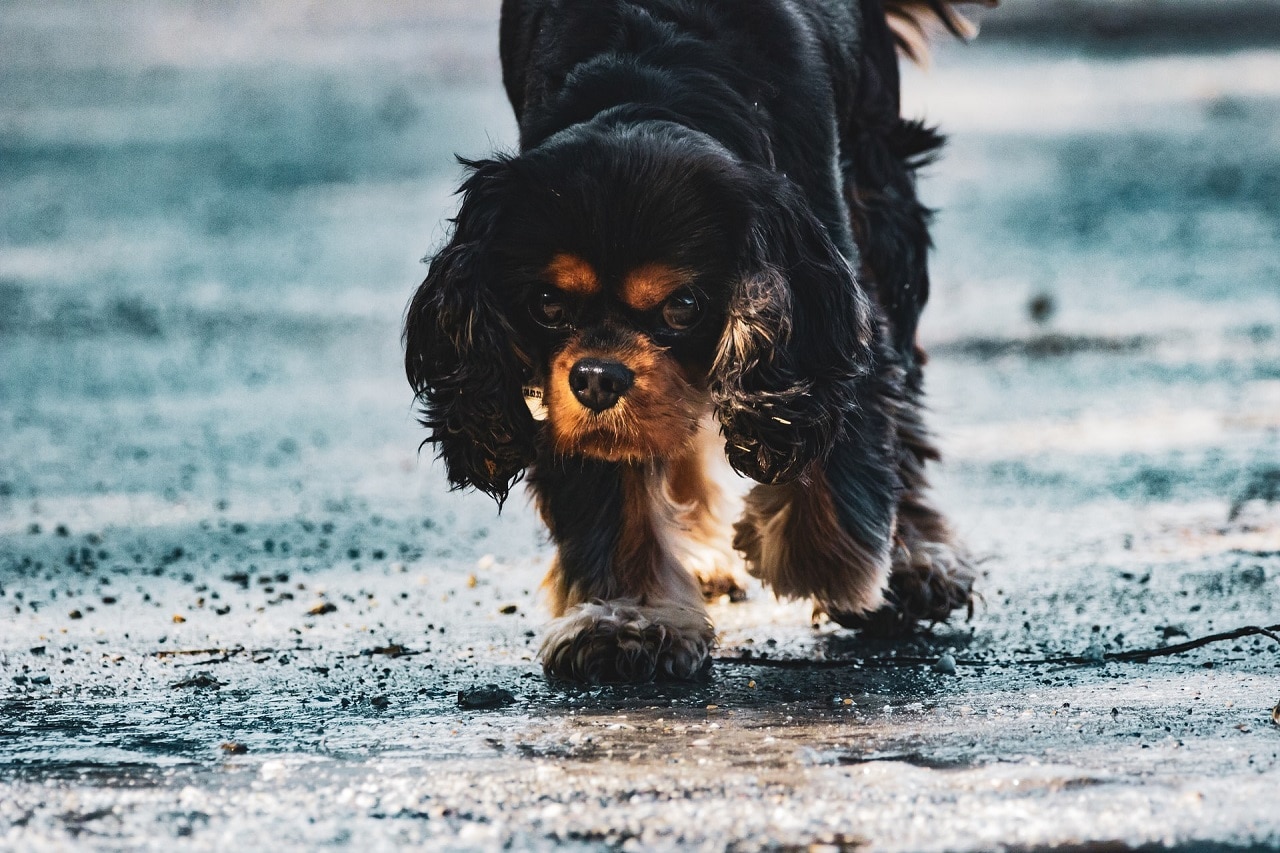 zwarte cavalier hond die op een natte weg loopt