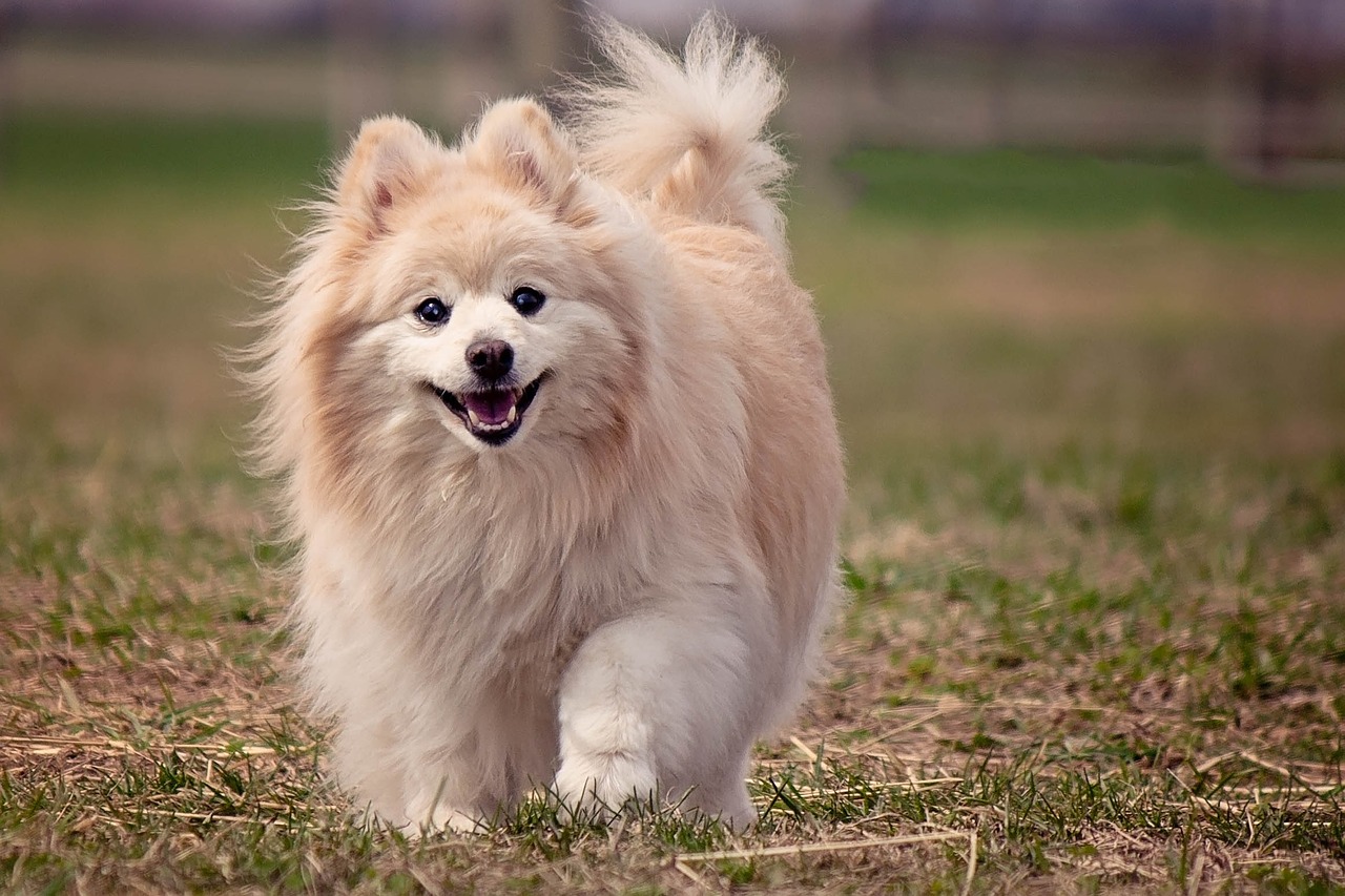 gelukkige pommerse hond wandelen in gras buiten